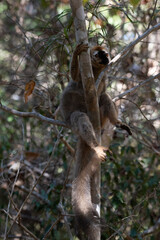 Fototapeta premium Red-Fronted Lemur casually hanging out in Madagascar