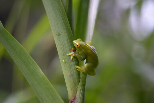 Greater Hatched-Faced Tree Frog (Sphaenorhynchus lacteus) from the Juru&aacute; River, Amazonas, Brazil