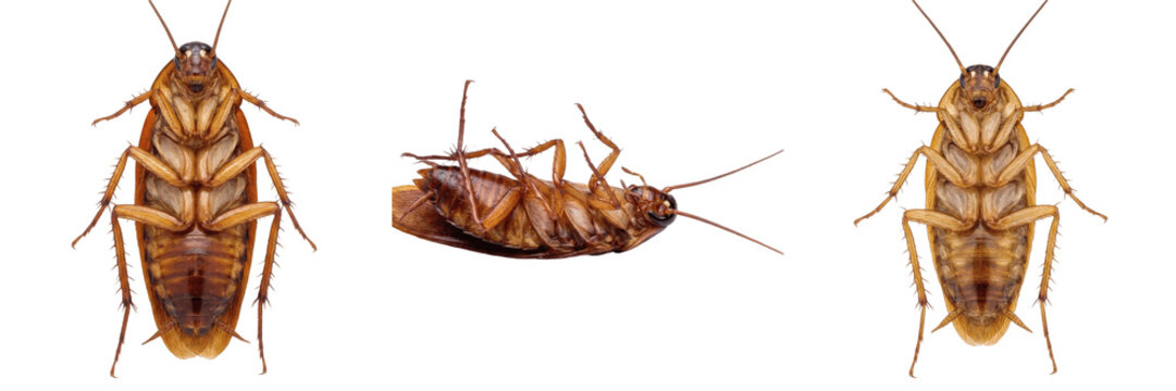 Cockroach underside, Blatta orientalis, ventral anatomy mapping, Blattidae family, sternal thoracic plates alignment, subgenital plate configuration, coxal cavities placement profile