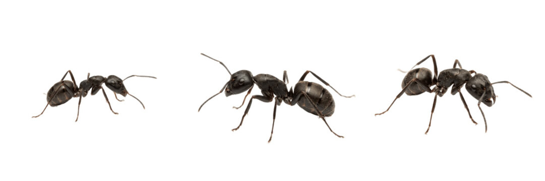 Black ant, Lasius niger, black garden ant worker profile, Formicidae family, single scale petiole node, aphid honeydew farming behavior, agricultural pasture foraging insect profile