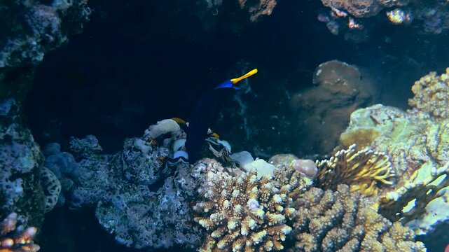 Vibrant blue tang fish swimming near tropical coral reef structures underwater.
