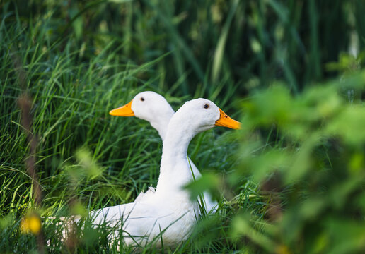 Pareja de patos blancos