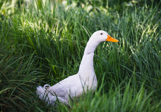 Pato blanco