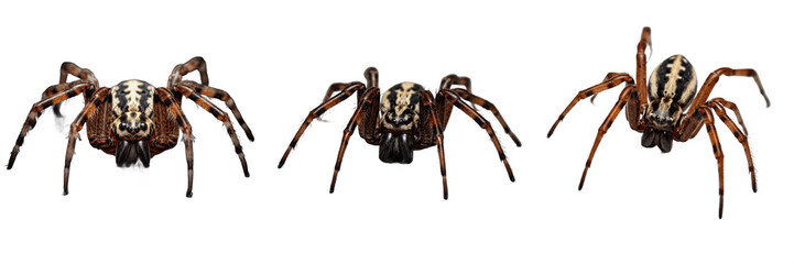 Spider macro, Araneus diadematus, garden orb-weaver cephalothorax structure, Araneidae family, anterior eye arrangement carinae, chelicerae vertical fangs base, pedipalp segments layout © Major