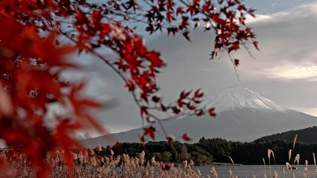 Slow pan shot from red maple leaves (Momiji) to a stunning autumn landscape of Mount Fuji with snow cap at Lake Kawaguchiko in Japan