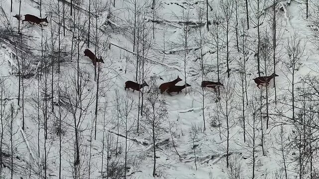 Herd of deer running through a snowy forest landscape among leafless trees in winter