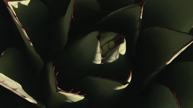 Symmetrical top down view of a succulent agave plant in Guadalupe Mountains national park, Texas, USA