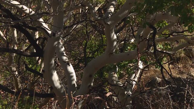 Texas madrone tree with smooth white bark in Guadalupe Mountains National Park, Texas, USA