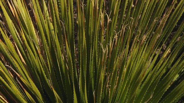 The Desert Spoon (Dasylirion wheeleri) - Common Sotol or Spoon Flower. Close-up Shot