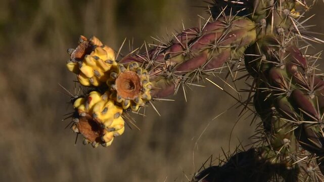 Close up of cholla cactus fruit in Guadalupe Mountains National Park, Texas