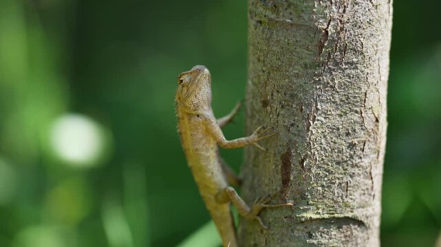 View of an oriental garden lizard climbing up a textured tree trunk against a blurred green background in Nepal.