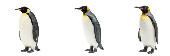 Obraz premium A Set of Standing Emperor Penguins Side View Wildlife Illustration PNG for Educational Materials, Arctic Animal Posters and Cute Character Designs