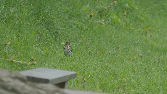 A Song Thrush with spotted chest forages in tall dew-covered grass with yellow dandelions. The bird stands alert among the vegetation on an overcast morning. Soft diffused light, low angle shot wit...