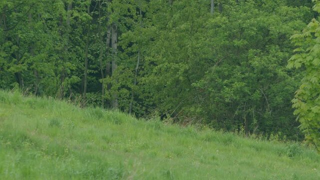 A roe deer stands partially hidden in tall green grass at the edge of a dense deciduous forest. Only the head and neck are visible above the grass line. The deer looks alert, surveying the open mea...