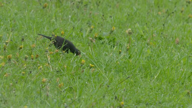 A Common Starling forages in a dew-covered meadow at dawn. The bird walks through tall green grass with yellow dandelions and white seed heads, pecking at the ground for insects and worms. Soft ove...