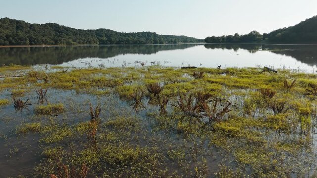 Juvenile bald eagle at edge of aquatic vegetation and half submerged shrub grasses in center of calm Lake Eucha waters, Oklahoma aerials