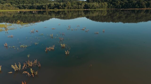 Still Lake Eucha water with floating plants and half submerged logs around juvenile bald eagle, Oklahoma aerial