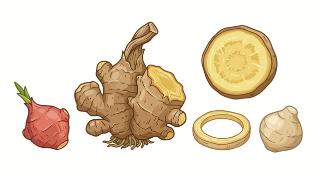 Hand-drawn vector set featuring whole ginger root, galangal, sliced pieces, and cross-sections in earthy brown, red, and yellow tones. Isolated on white background.
