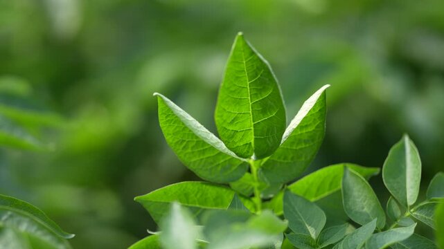 View of vibrant green potato plant leaves growing in a lush agricultural field in Patna, Bihar, India.