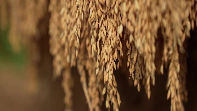 View of harvested rice stalks hanging to dry in a rural field with golden grains and a blurred background in Patna, Bihar, India.
