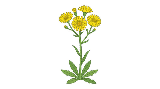snowdonia hawkweed flower vector illustration with blooming buds