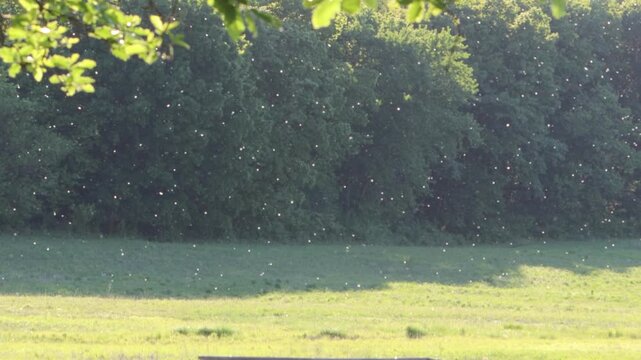 Handheld video of pollen particles flying over a green grass field with trees in the back.
