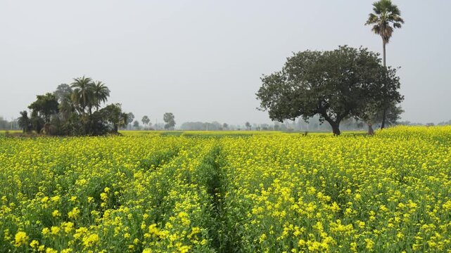 View of blooming yellow mustard fields with green trees under a hazy sky in Patna, Bihar, India.