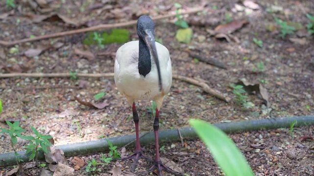 ibis walking in the wild, high angle of bird walking on the ground, wildlife bird routine in the park footage