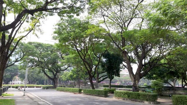 Lush Green Trees Lining a Quiet Road at Chulalongkorn University