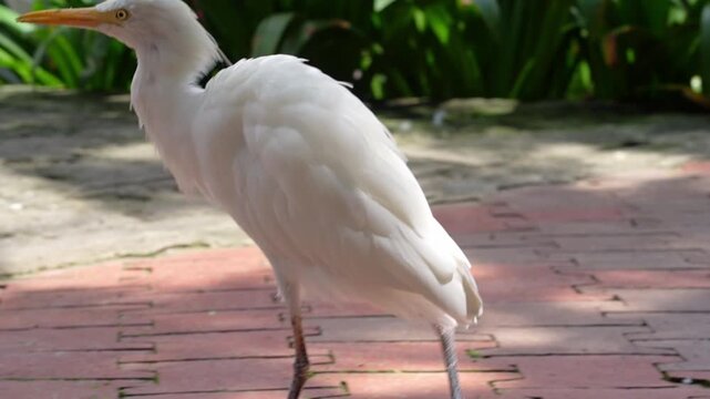 bird shaking feathers while walking, white bird walking on the ground, white cattle egret routine in the afternoon in the park