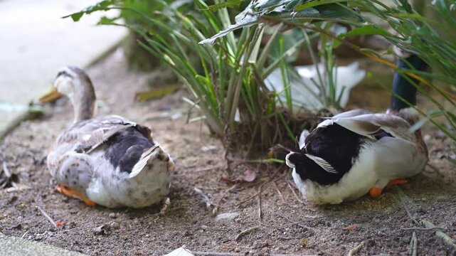 duck loafing on the ground, two ducks sitting near the bushes from the back, duck routine in the afternoon
