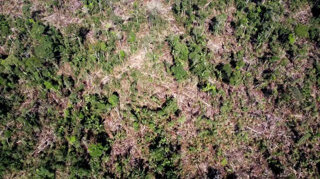 Aerial view of recent deforestation and fallen native trees in the Amazon rainforest, Apui, Amazonas, Brazil, January 2023