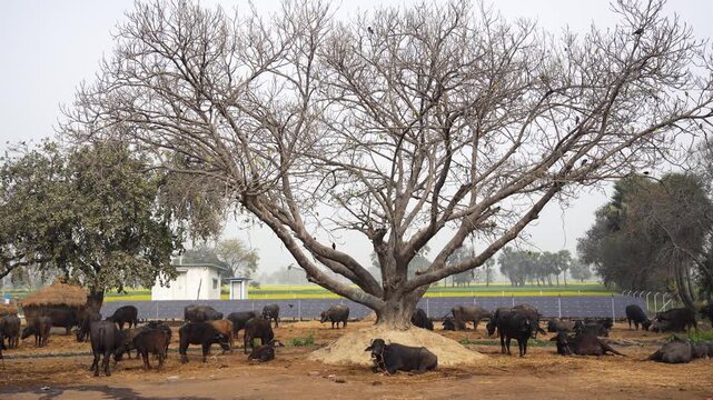 View of water buffaloes resting and standing under a large leafless tree in a rural field Patna, Bihar, India.