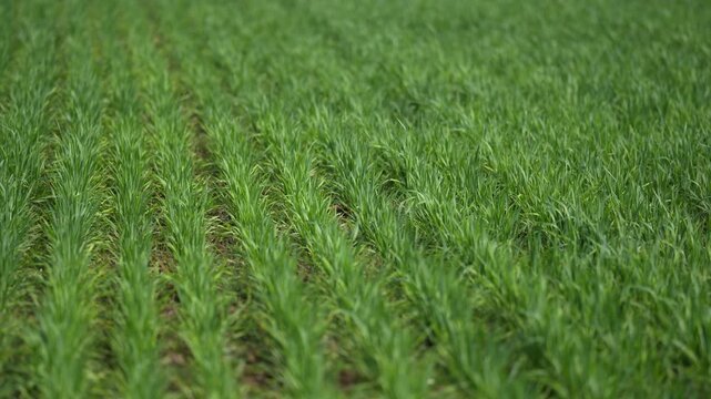 View of lush green crops growing in neat rows in an agricultural field under soft light in Karnal, Haryana, India.