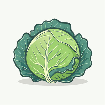 Illustration of a fresh green cabbage