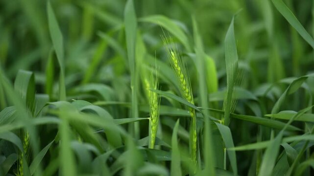 View of young green wheat ears growing in a lush agricultural field Karnal, Haryana, India.