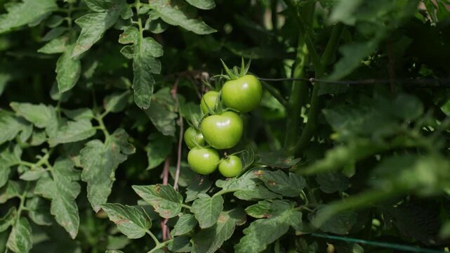 View of green unripe tomatoes growing on a vine with lush foliage in a garden Karnal, Haryana, India.