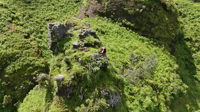 A wild gelada baboon sits on a steep green cliff in Simien Mountains National Park, Ethiopia. This breathtaking aerial view showcases the majestic highlands and unique African wildlife.