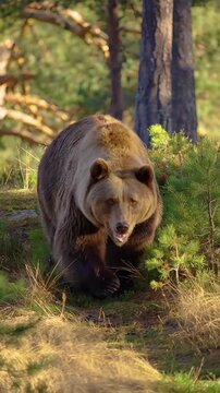 Large grizzly bear walking towards the camera in a forest clearing slowly
