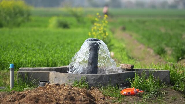 View of a water pump gushing fresh water into a concrete basin in a lush green agricultural field Karnal, Haryana, India.