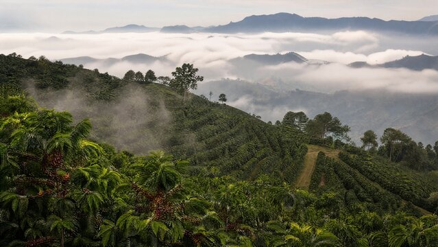 altitude. A lush green coffee plantation on a high-altitude slope enveloped in soft morning mist. product launch decks, UI/UX mockups, designed for product launches and innovation pitches.