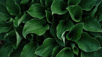 Obraz premium Close-up view of lush green hosta leaves creating a dense, textured pattern.