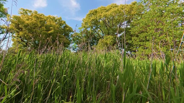 Static shot of tall weeds and wild trees swaying dynamically in the wind