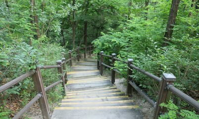 Naklejka premium Forest Stairway Through Lush Green Woodland in Seoul, Korea