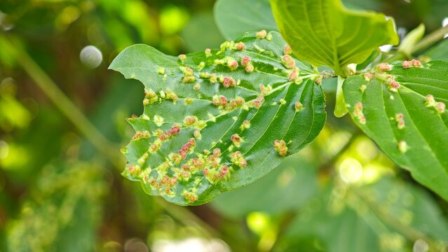 Rangoon Creeper Leaves Infected by Eriophyid Mites.