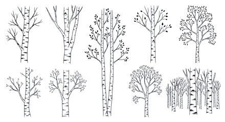 Hand-drawn Birch Trees Collection, Black and White Line Art, Vector Illustrations © udin