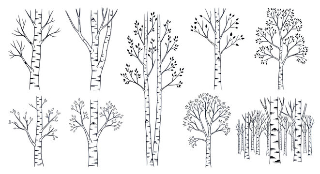 Hand-drawn Birch Trees Collection, Black and White Line Art, Vector Illustrations
