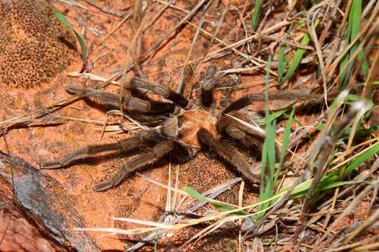Tarantula on a sunny day at Zion National Park of Utah