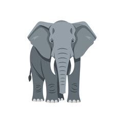 Fototapeta premium Gray Elephant Standing Alone Front View.