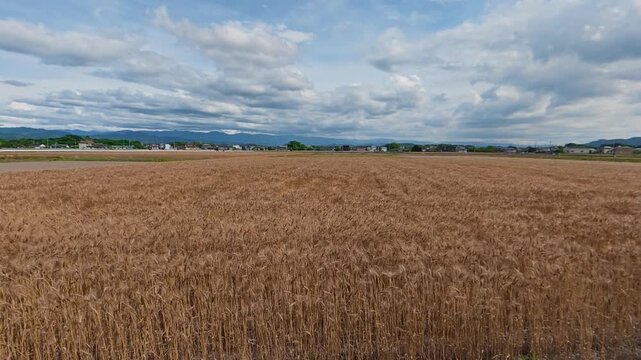 Static shot of green rice crops swaying gracefully in the wind on a farm